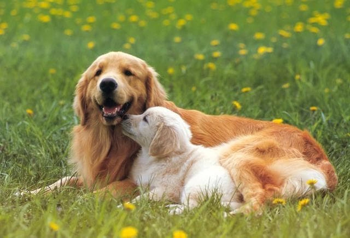 4 con giap nhu nam cham hut tien, cang kinh doanh cang thang lon-Hinh-11