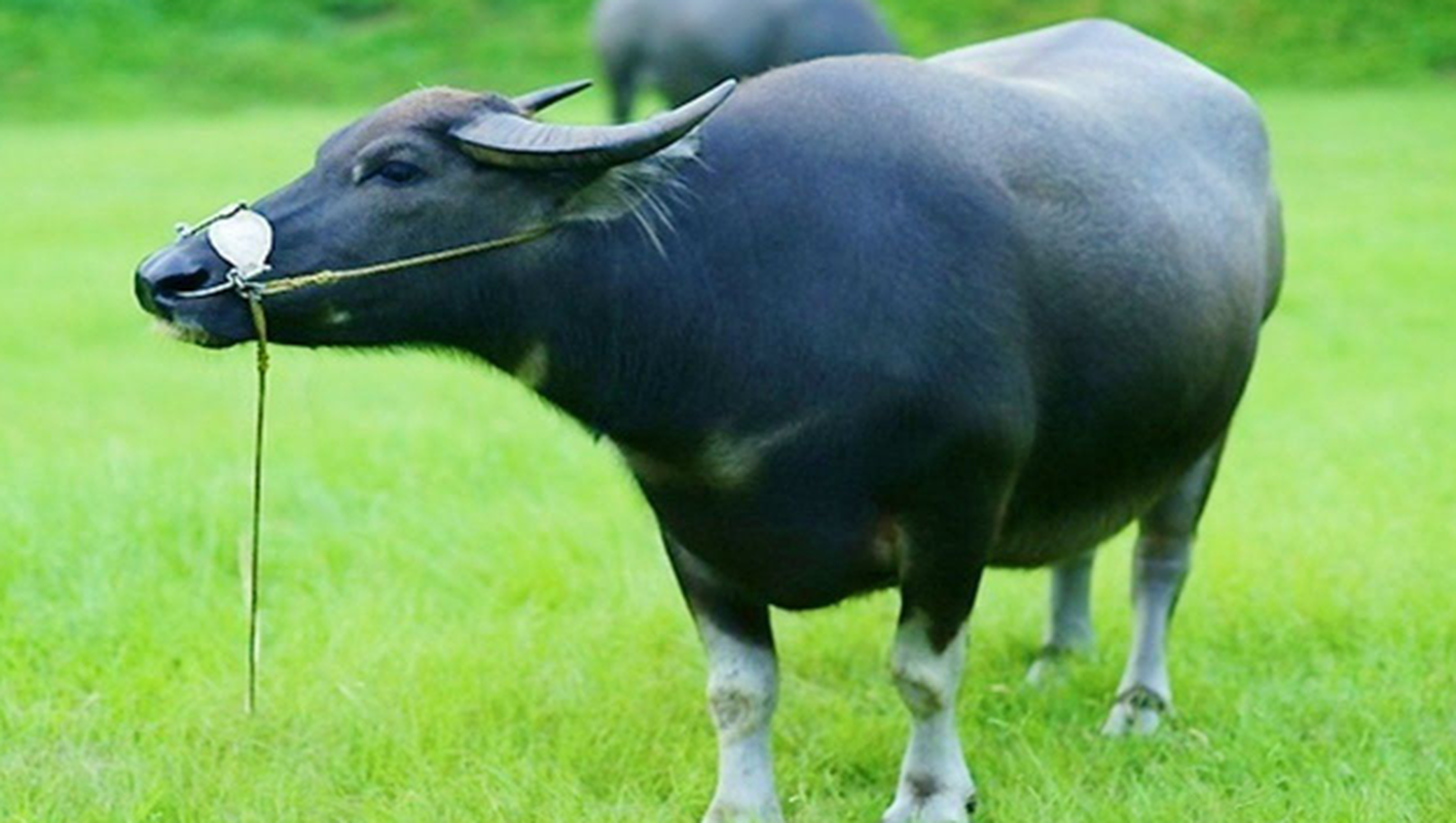 Top 4 con giap san sang chi tien cho vo ma khong can nghi-Hinh-2