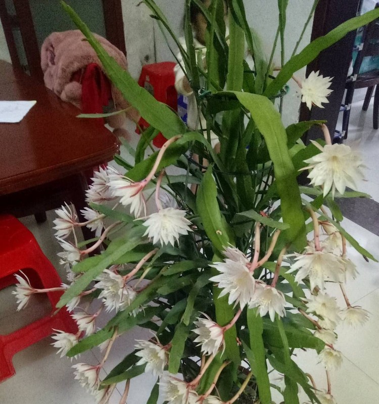 7 cây cảnh ướp hương, nở hoa thơm nhất mùa hè - Hình 13 7 cay canh uop huong, no hoa thom nhat mua he-Hinh-13