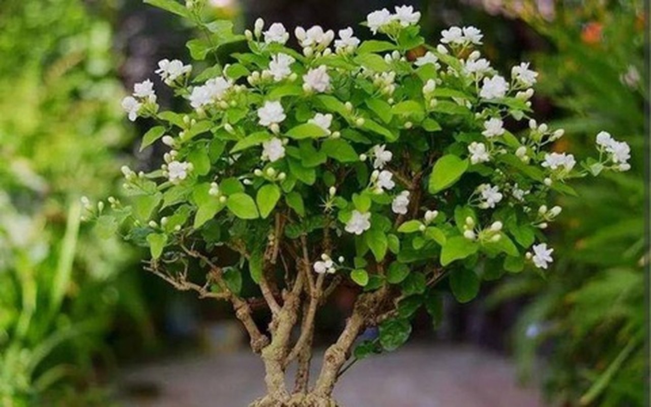 7 cây cảnh ướp hương, nở hoa thơm nhất mùa hè - Hình 5 7 cay canh uop huong, no hoa thom nhat mua he-Hinh-5