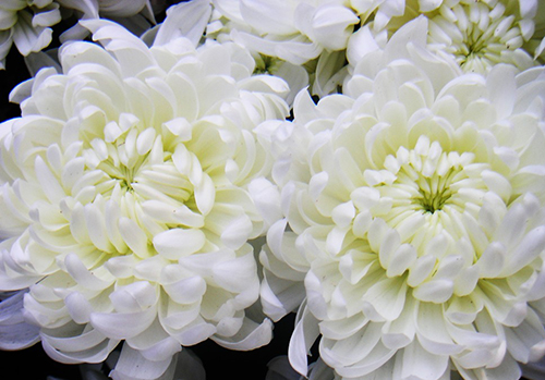 Hoa cúc trắng mang ý nghĩa sự thanh cao, vẻ đẹp đơn giản.