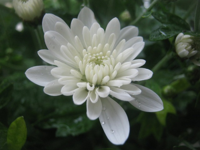 Trồng cây hoa này trong nhà có thể giúp lọc sạch các chất độc hại gây ô nhiễm không khí - 3