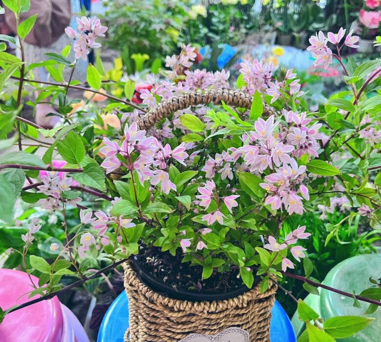 Loài hoa này đẹp không tì vết, nở quanh năm như hoa hồng và hoa giấy, nhà thiếu sáng cũng trồng được - 6