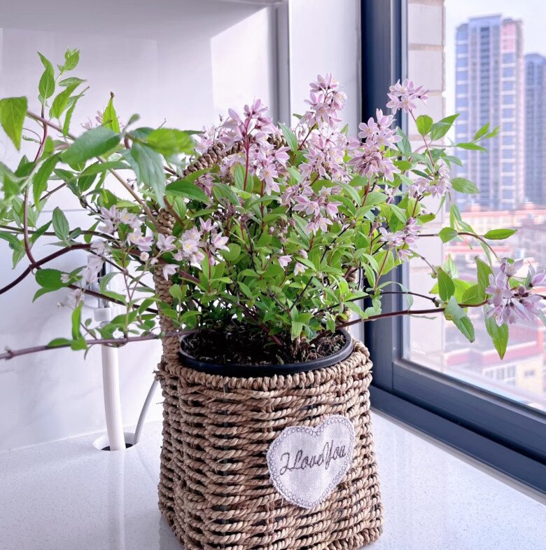 Loài hoa này đẹp không tì vết, nở quanh năm như hoa hồng và hoa giấy, nhà thiếu sáng cũng trồng được - 7