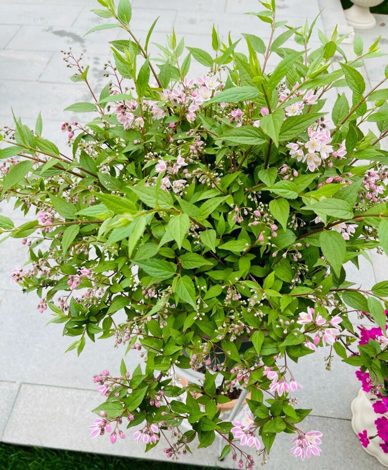 Loài hoa này đẹp không tì vết, nở quanh năm như hoa hồng và hoa giấy, nhà thiếu sáng cũng trồng được - 8