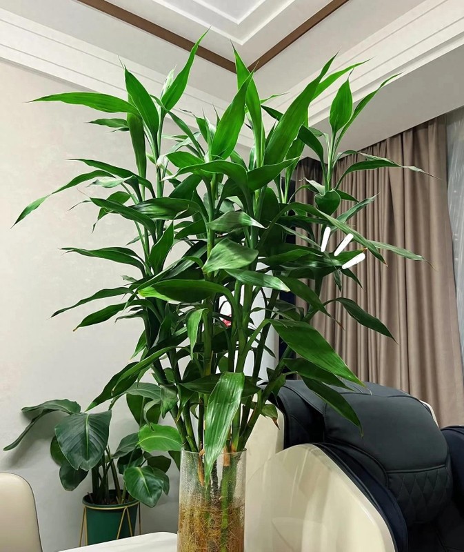 5 cay canh mang lai may man cho gia chu, nhat dinh phai trong