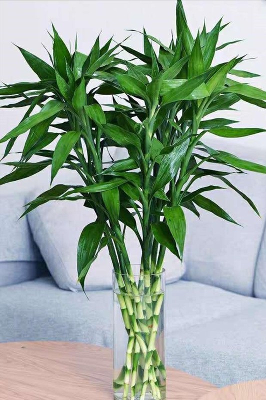 5 cay canh mang lai may man cho gia chu, nhat dinh phai trong-Hinh-2