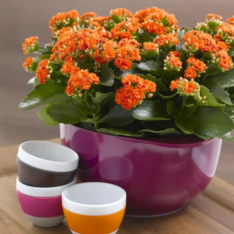 5 cay canh mang lai may man cho gia chu, nhat dinh phai trong-Hinh-11