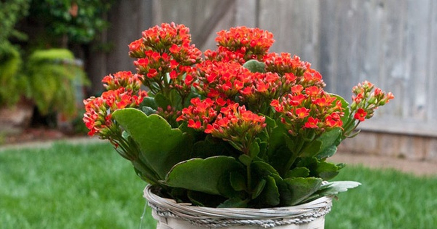 5 cay canh mang lai may man cho gia chu, nhat dinh phai trong-Hinh-12