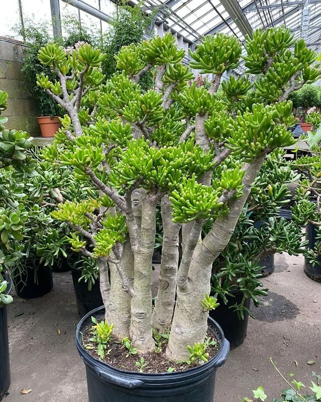 5 cay canh mang lai may man cho gia chu, nhat dinh phai trong-Hinh-16