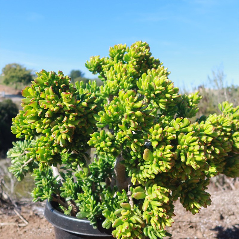 5 cay canh mang lai may man cho gia chu, nhat dinh phai trong-Hinh-17