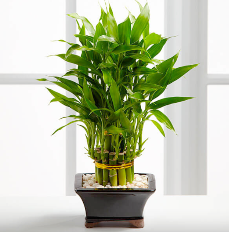 5 cay canh mang lai may man cho gia chu, nhat dinh phai trong-Hinh-3