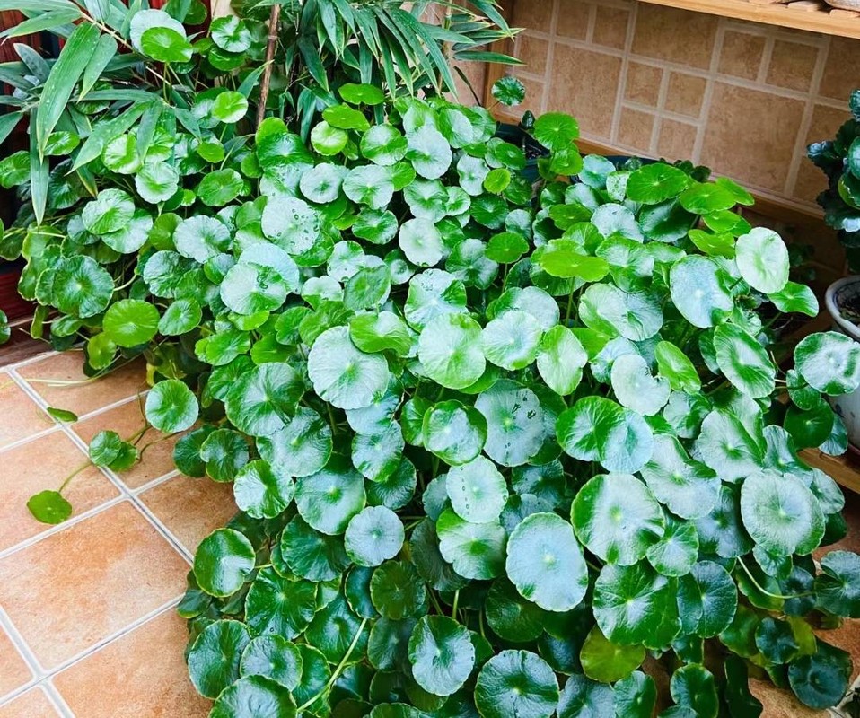 5 cay canh mang lai may man cho gia chu, nhat dinh phai trong-Hinh-21