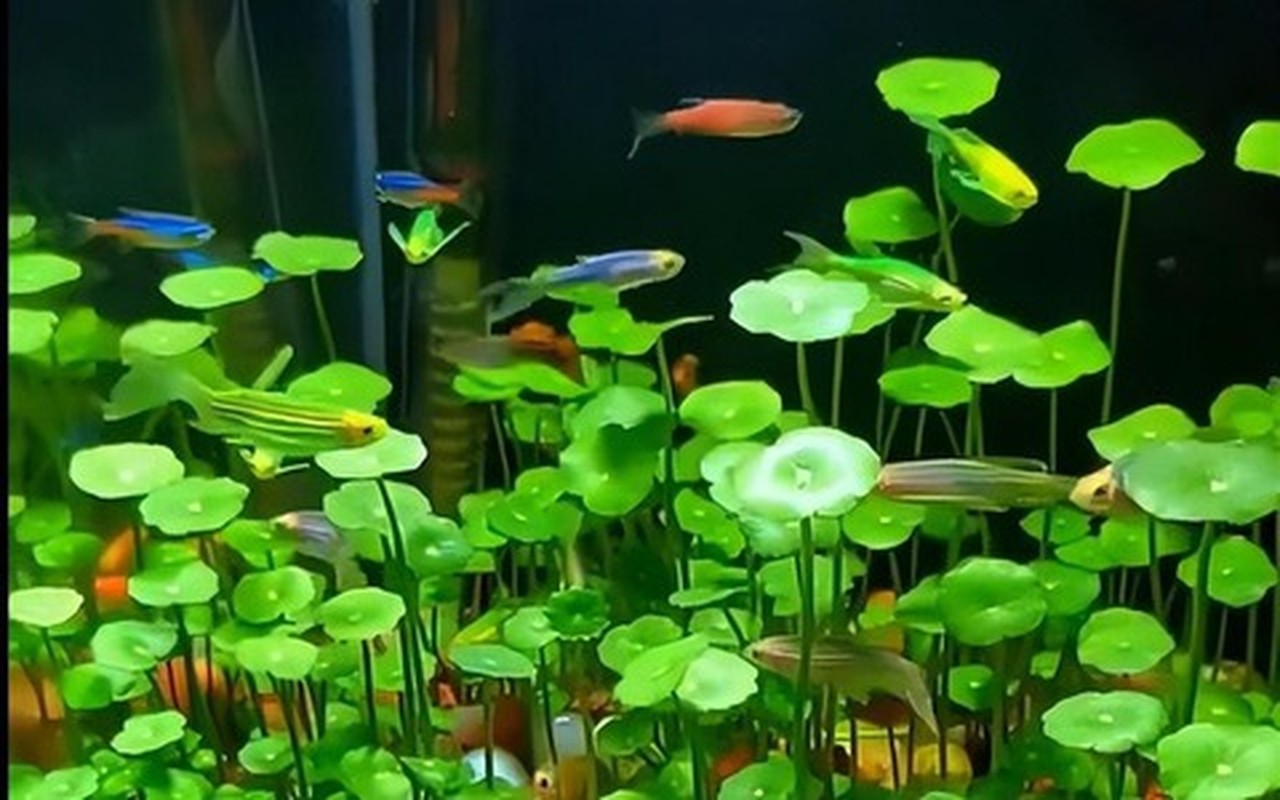 5 cay canh mang lai may man cho gia chu, nhat dinh phai trong-Hinh-22