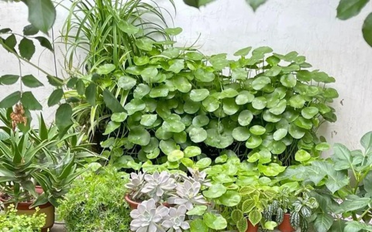 5 cay canh mang lai may man cho gia chu, nhat dinh phai trong-Hinh-23