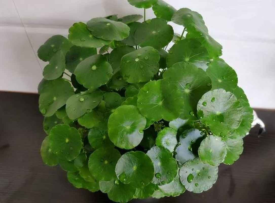 5 cay canh mang lai may man cho gia chu, nhat dinh phai trong-Hinh-24