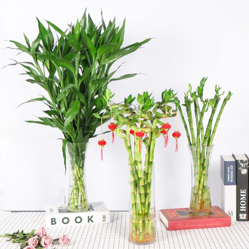 5 cay canh mang lai may man cho gia chu, nhat dinh phai trong-Hinh-4