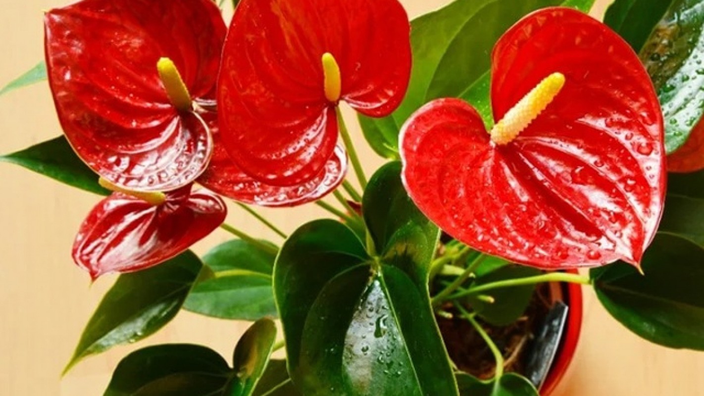 5 cay canh mang lai may man cho gia chu, nhat dinh phai trong-Hinh-9