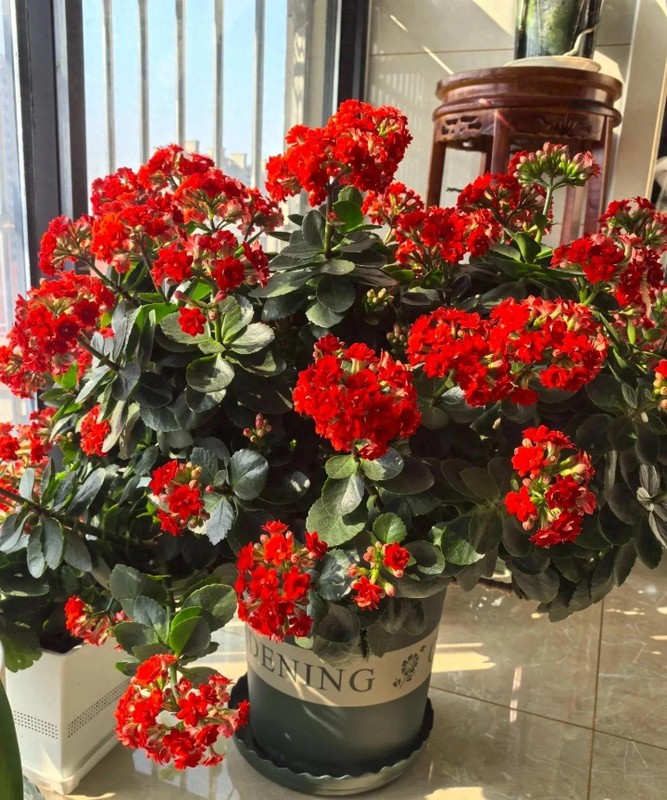 5 cay canh mang lai may man cho gia chu, nhat dinh phai trong-Hinh-10