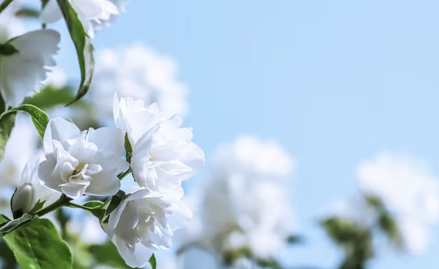 Những người sinh vào ngày 4, 14 hay 24 Âm lịch một khi đã lựa chọn bạn đời sẽ dành trọn sự yêu thương và bảo vệ. Ảnh minh họa