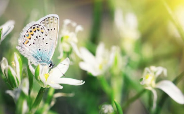 Cuộc sống của người sinh giờ Mão giống như măng non đội đá vươn lên, càng gặp thử thách càng trưởng thành. Ảnh minh họa