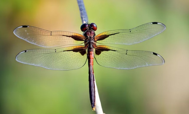 Trong công việc, người có ngày sinh Âm lịch kết thúc bằng số 3 là người tìm ra hướng đi mới, đưa ra giải pháp độc đáo. Khi trở về gia đình, họ lại trở thành chất keo kết nối các thành viên. Ảnh minh họa