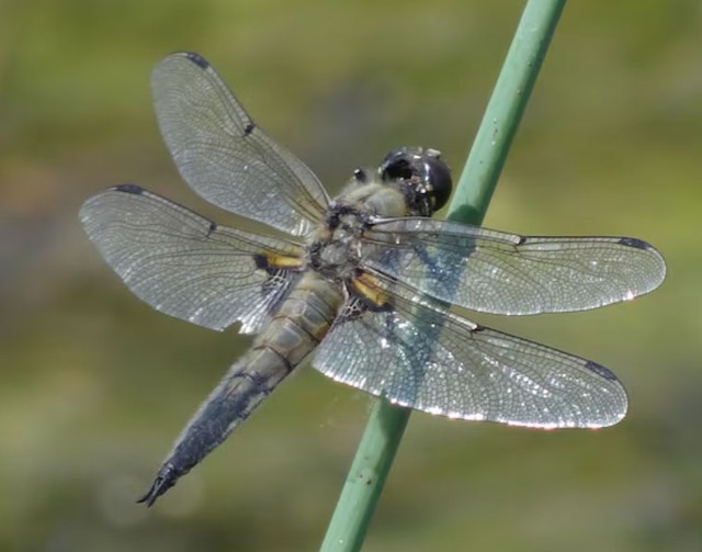 Những người có ngày sinh Âm lịch kết thúc bằng số 9 không xem hạnh phúc là cảm xúc nhất thời mà là hành trình cần vun đắp suốt đời. Ảnh minh họa