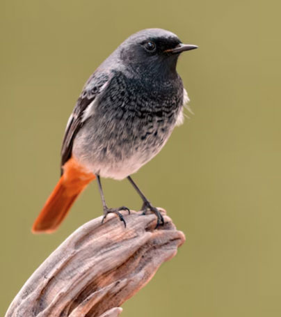 Những người sinh vào giờ Tý Âm lịch còn được cho là mang lại may mắn cho gia đình, giúp bố mẹ có cuộc sống an nhàn tuổi già. Ảnh minh họa