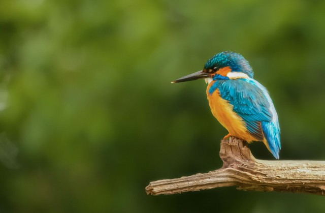 Tài vận của những người sinh giờ Mão Âm lịch cũng được cho là ổn định, cuộc sống đủ đầy và ít khi thiếu thốn. Ảnh minh họa