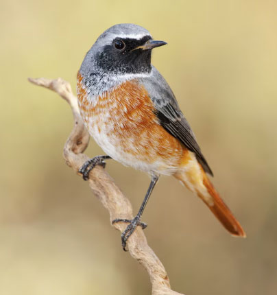 Khi trưởng thành, những người sinh giờ Mùi Âm lịch thường được quý nhân giúp đỡ, công việc tiến triển thuận lợi và ít gặp biến cố lớn. Ảnh minh họa