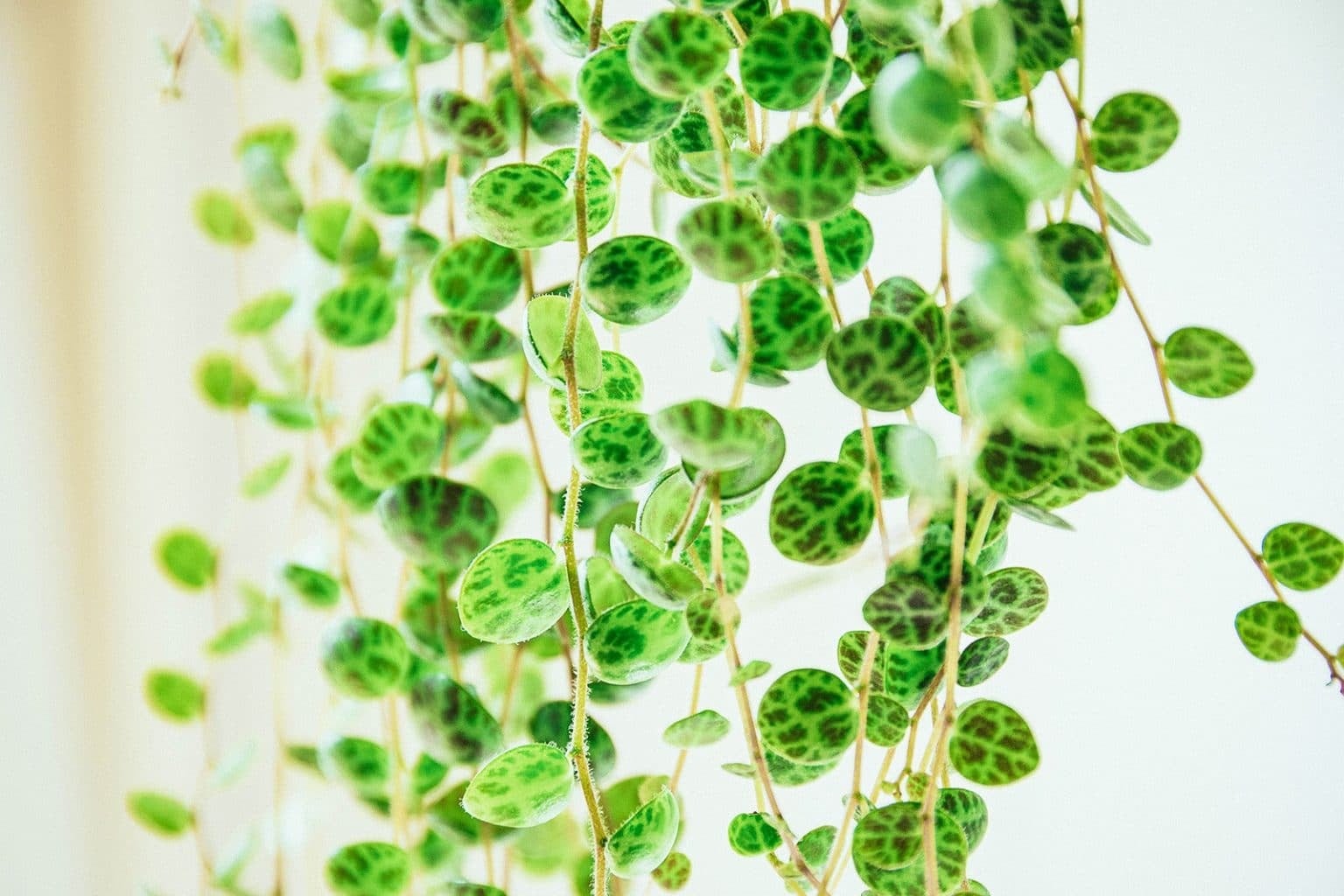 Cây cảnh mọng nước mỏng manh