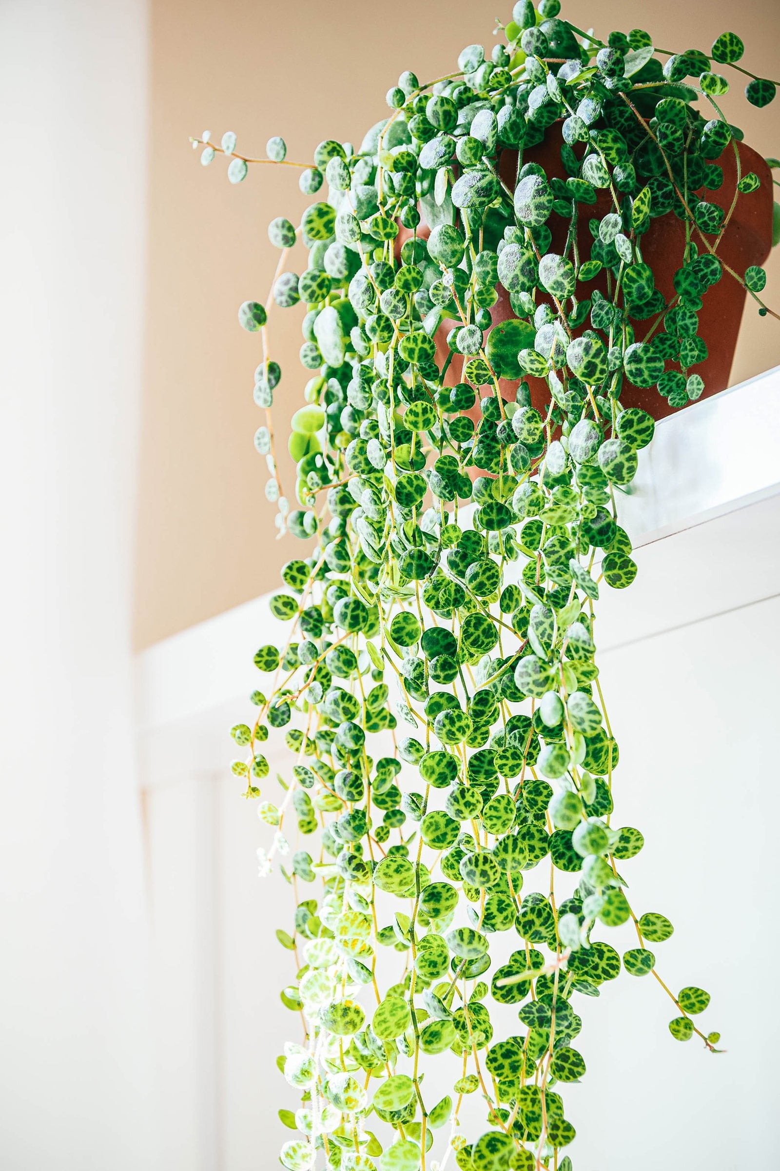 Cây cảnh chuỗi rùa này cũng hội tụ ý nghĩa phong thủy tốt lành