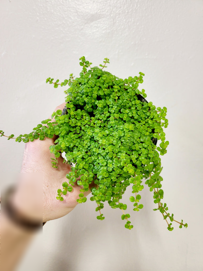 Cây cảnh phát triển nhanh với những chiếc lá nhỏ màu xanh bóng