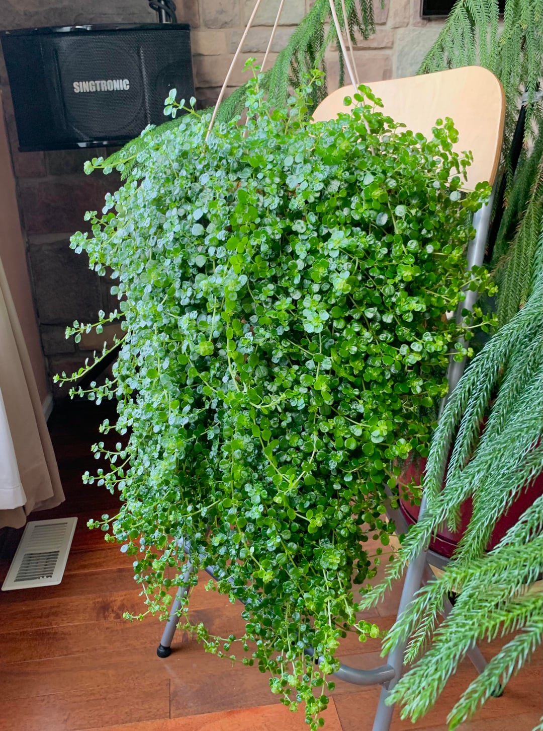 Cây cảnh này có thể được chăm sóc tốt trong nhà.