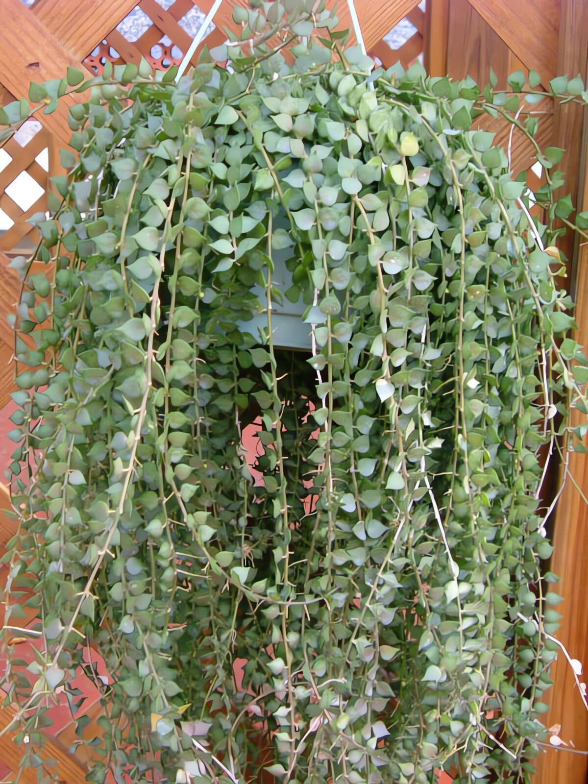 Cây cảnh nổi bật với những chiếc lá nhỏ hình trái tim