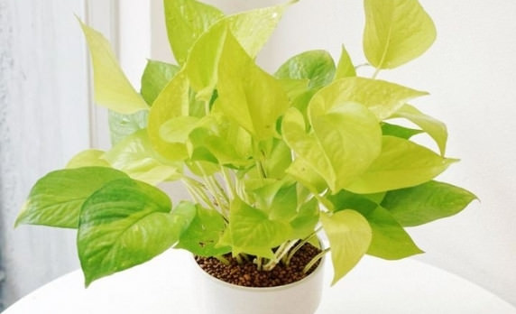 Trầu bà vàng không chỉ là cây trang trí đẹp mắt mà còn nổi bật với khả năng lọc không khí cực kỳ hiệu quả.