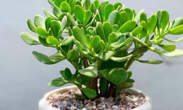 Cây ngọc bích giúp loại bỏ các tạp chất trong không khí, đồng thời hấp thụ ánh sáng yếu và biến thành năng lượng, từ đó cung cấp oxy sạch cho không gian sống.