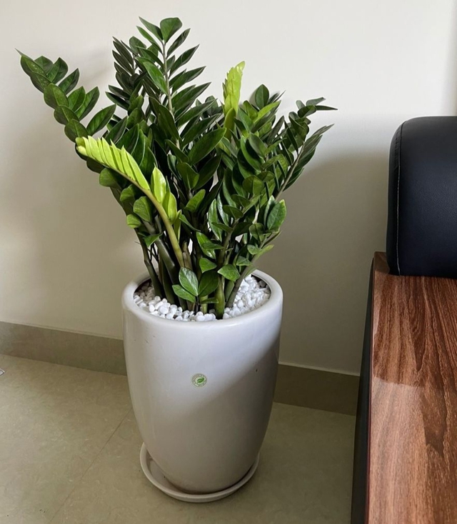 Kim tiền không chỉ mang lại may mắn và tài lộc mà còn giúp thanh lọc không khí trong nhà.