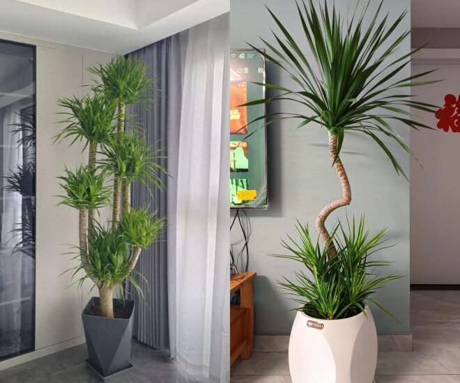 5 cây cảnh dễ sống cứ trồng là giàu, phòng khách nhà nào cũng nên có ít nhất 1 chậu - 1