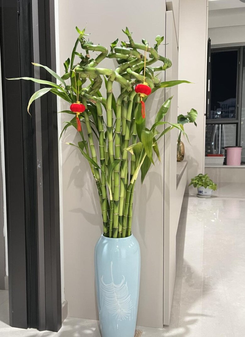 5 cây cảnh dễ sống cứ trồng là giàu, phòng khách nhà nào cũng nên có ít nhất 1 chậu - 2