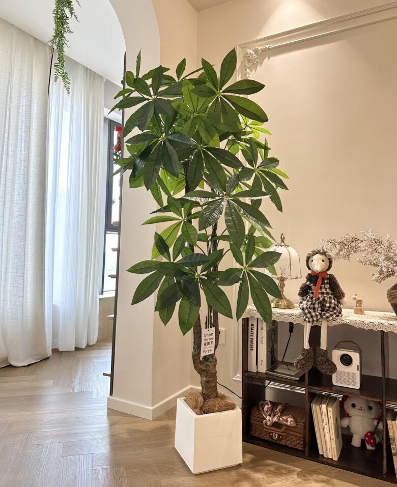 5 cây cảnh dễ sống cứ trồng là giàu, phòng khách nhà nào cũng nên có ít nhất 1 chậu - 3