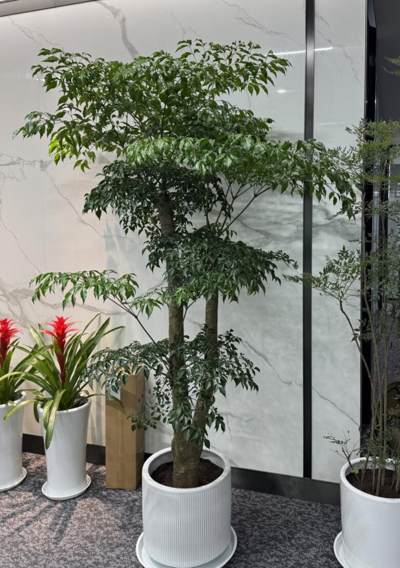 Xem thêm: 3 loại cây cảnh vừa trang trí vừa bảo vệ sức khỏe cho cả gia đình