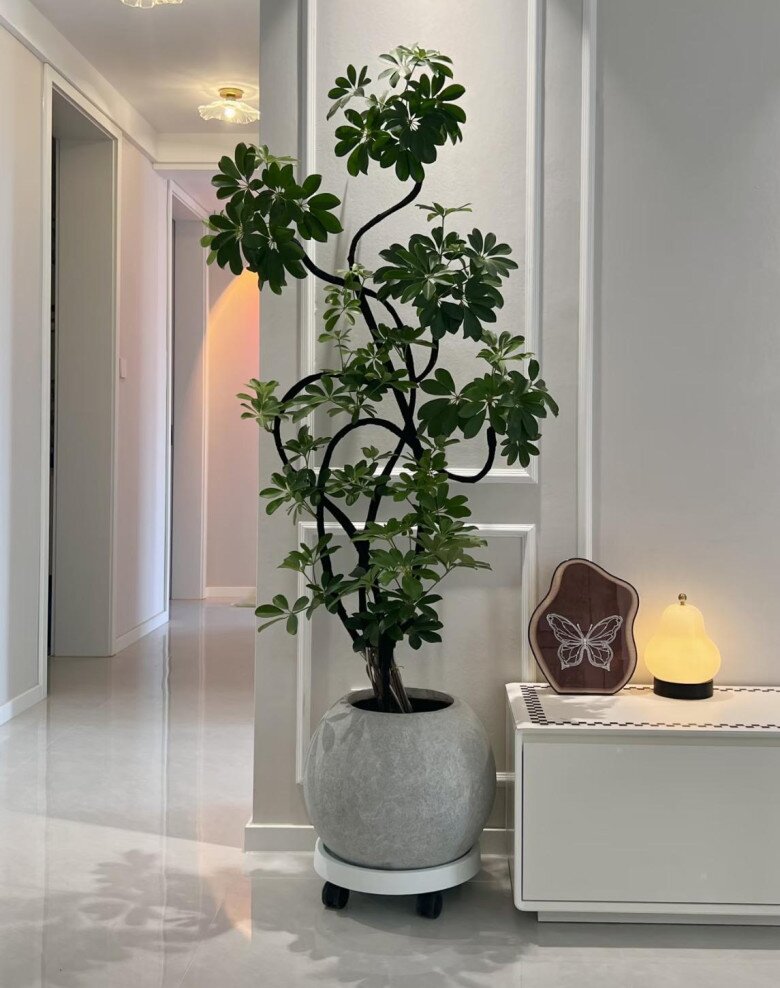 5 cây cảnh dễ sống cứ trồng là giàu, phòng khách nhà nào cũng nên có ít nhất 1 chậu - 5