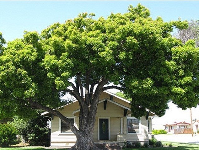 Trồng cây không chỉ cải thiện cảnh quan mà còn giúp thanh lọc không khí, tạo môi trường sống tích cực.