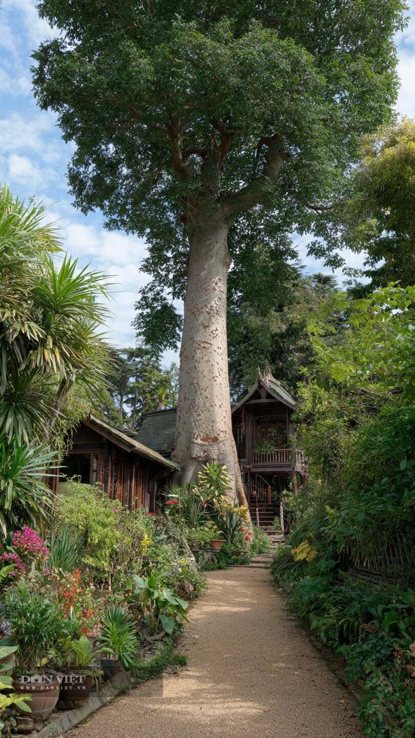 Theo người xưa, loài cây này tượng trưng cho sự cao quý và giàu có