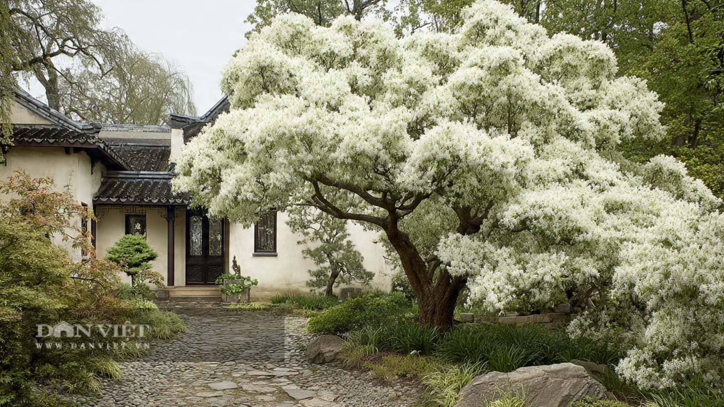 Người xưa xem cây cảnh này là vật báu gia truyền qua nhiều thế hệ