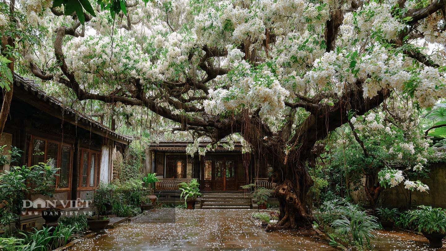 Người xưa trồng cây cảnh này trong nhà, ngoài sân với mong muốn luôn may mắn