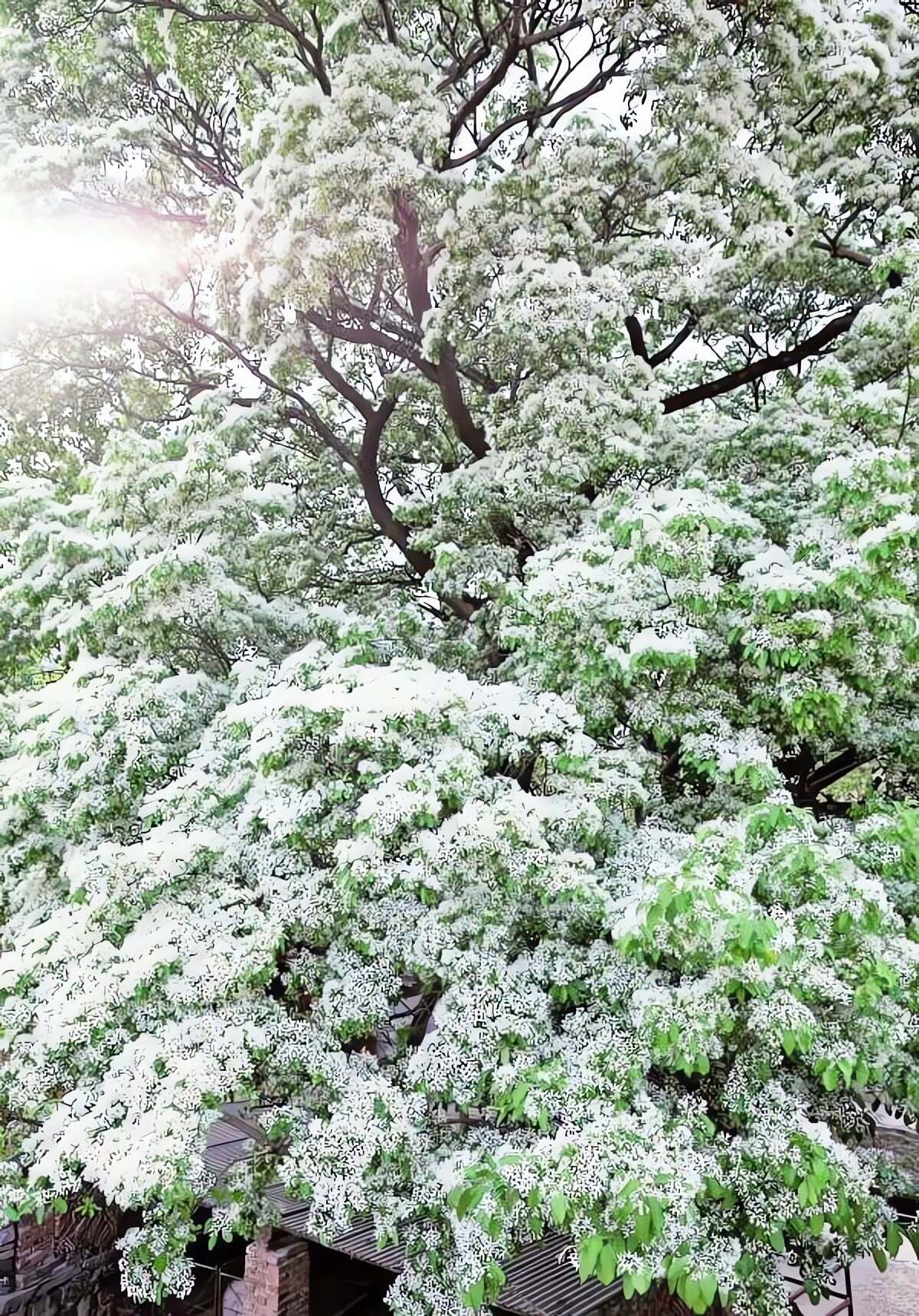 Cây cảnh có tuổi thọ rất cao