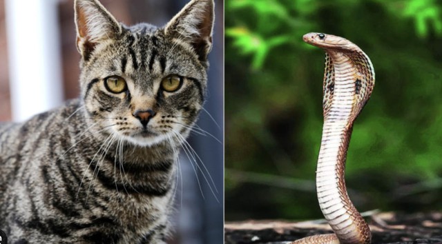 Con giáp Mão và con giáp Tỵ biết cách xây dựng nền tảng kinh tế vững chắc, đồng thời chăm lo cho con cái phát triển toàn diện. Ảnh minh họa