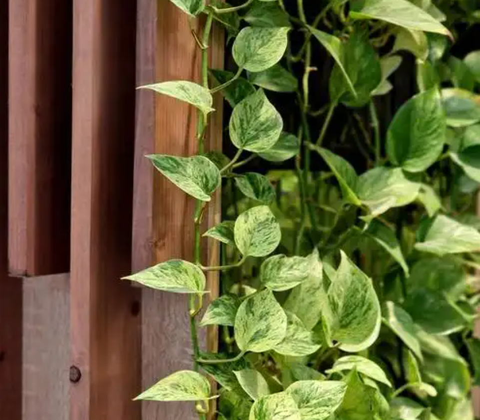 Cây dây leo giúp không gian phòng khách trở nên mềm mại và sinh động hơn. Ảnh: Baidu